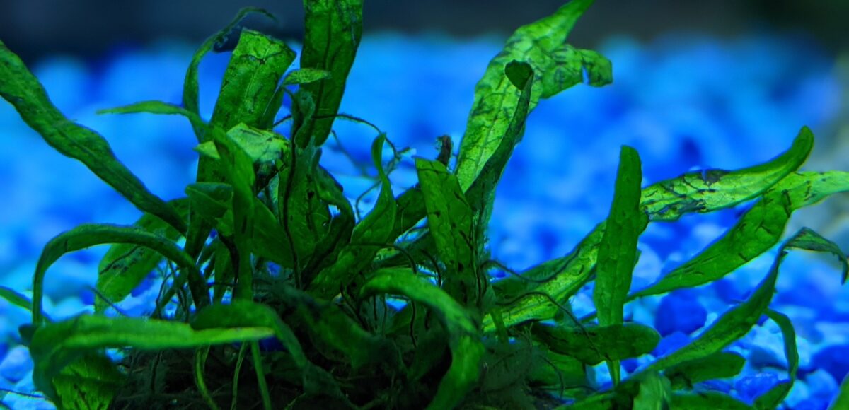 Java Fern in an Aquarium