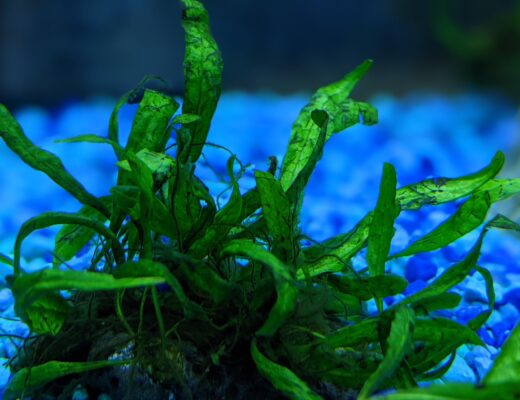 Java Fern in an Aquarium